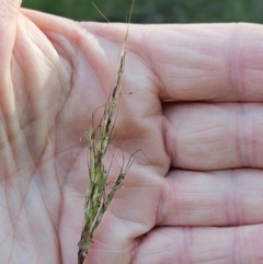 Bothriochloa macra at The Pinnacle - 24 Feb 2024