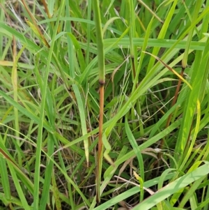 Bothriochloa macra at The Pinnacle - 24 Feb 2024 09:34 AM