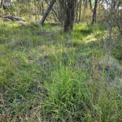 Bothriochloa macra at The Pinnacle - 24 Feb 2024