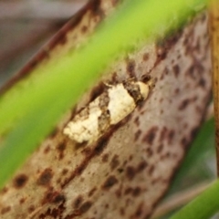 Clarana clarana (A Tortricid moth) at Mount Painter - 19 Feb 2024 by CathB