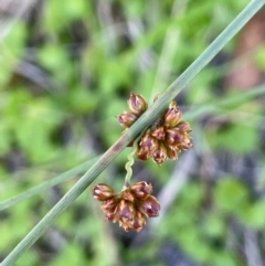 Juncus filicaulis (Thread Rush) at Mt Holland - 19 Feb 2024 by JaneR