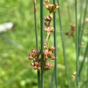 Juncus filicaulis at Mt Holland - 19 Feb 2024