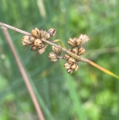 Juncus filicaulis at Mt Holland - 19 Feb 2024