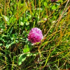 Trifolium pratense (Red Clover) at Kosciuszko National Park - 25 Feb 2024 by MB