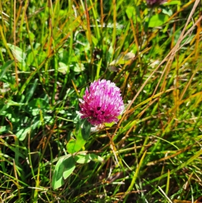 Trifolium pratense (Red Clover) at Kosciuszko National Park - 24 Feb 2024 by MB