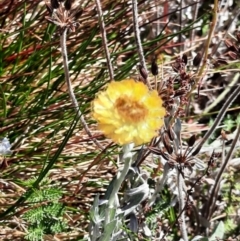 Coronidium monticola (Mountain Button Everlasting) at Kosciuszko National Park - 25 Feb 2024 by MB