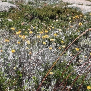 Coronidium monticola at Kosciuszko National Park - 25 Feb 2024