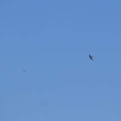 Falco cenchroides (Nankeen Kestrel) at Kosciuszko National Park - 25 Feb 2024 by MB