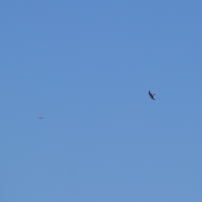 Falco cenchroides (Nankeen Kestrel) at Munyang, NSW - 25 Feb 2024 by MB