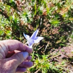 Wahlenbergia ceracea (Waxy Bluebell) at Kosciuszko National Park - 25 Feb 2024 by MB