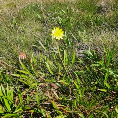 Microseris lanceolata (Yam Daisy) at Kosciuszko National Park - 25 Feb 2024 by MB