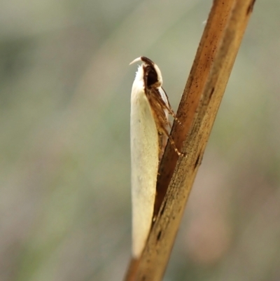 Ardozyga hilara (A Gelechioid moth) - NatureMapr Australia