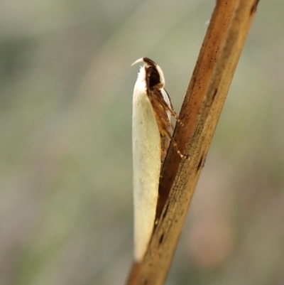 Scieropepla polyxesta (Xyloryctidae) at Mount Painter - 20 Feb 2024 by CathB