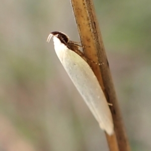 Scieropepla polyxesta at Mount Painter - 20 Feb 2024