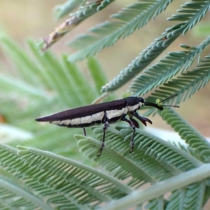 Rhinotia suturalis at Mount Painter - 20 Feb 2024