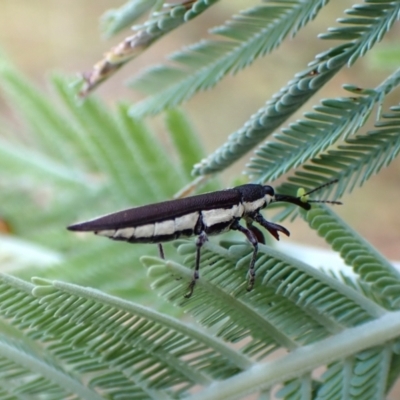 Rhinotia suturalis (Belid weevil) at Mount Painter - 20 Feb 2024 by CathB