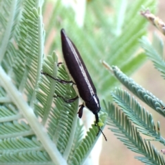 Rhinotia suturalis at Mount Painter - 20 Feb 2024