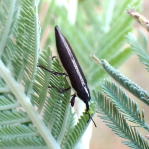 Rhinotia suturalis at Mount Painter - 20 Feb 2024