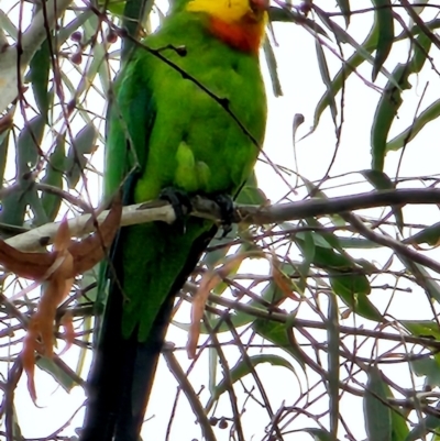 Polytelis swainsonii (Superb Parrot) at Deakin, ACT - 25 Feb 2024 by Steve818