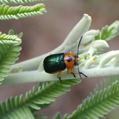 Aporocera (Aporocera) consors (A leaf beetle) at Cook, ACT - 19 Feb 2024 by CathB