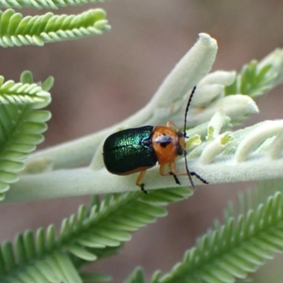 Aporocera (Aporocera) consors (A leaf beetle) at Mount Painter - 19 Feb 2024 by CathB