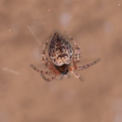 Euryopis sp. (genus) (An ant eating spider) at Hughes, ACT - 25 Feb 2024 by LisaH
