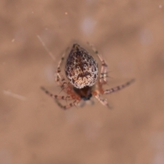 Euryopis sp. (genus) (An ant eating spider) at Hughes, ACT - 25 Feb 2024 by LisaH