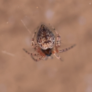 Euryopis sp. (genus) at Hughes, ACT - suppressed