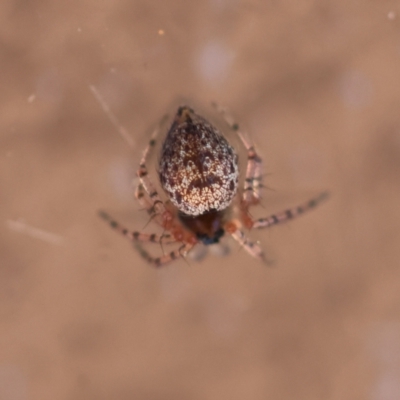 Euryopis sp. (genus) (An ant eating spider) at Hughes, ACT - 25 Feb 2024 by LisaH