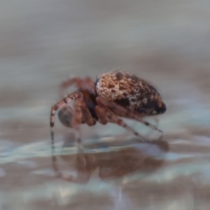 Euryopis sp. (genus) at Hughes, ACT - suppressed