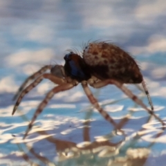 Euryopis sp. (genus) at Hughes, ACT - suppressed