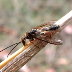 Eirone sp. (genus) (A flower wasp) at Cook, ACT - 19 Feb 2024 by CathB