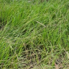 Microlaena stipoides (Weeping Grass) at The Pinnacle - 23 Feb 2024 by sangio7