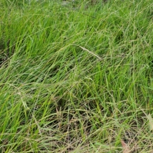 Microlaena stipoides at The Pinnacle - 24 Feb 2024