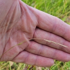 Microlaena stipoides at The Pinnacle - 24 Feb 2024