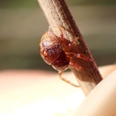 Nicodamidae (family) at Mount Painter - 20 Feb 2024 by CathB