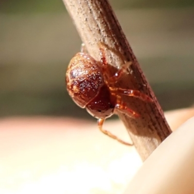 Nicodamidae (family) at Mount Painter - 20 Feb 2024 by CathB