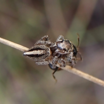 Maratus scutulatus (A jumping spider) at Mount Painter - 20 Feb 2024 by CathB