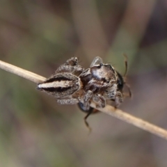 Maratus scutulatus (A jumping spider) at Mount Painter - 19 Feb 2024 by CathB