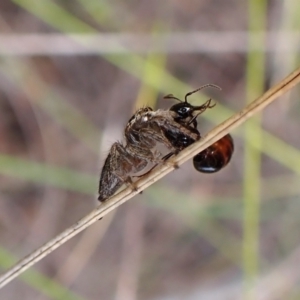 Maratus scutulatus at Mount Painter - 20 Feb 2024