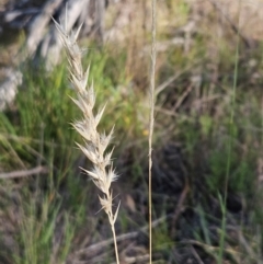 Rytidosperma (genus) (Wallaby Grass) at The Pinnacle - 24 Feb 2024 by sangio7