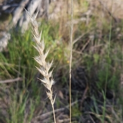 Rytidosperma sp. (Wallaby Grass) at The Pinnacle - 24 Feb 2024 by sangio7