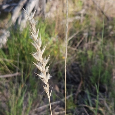 Rytidosperma (genus) (Wallaby Grass) at The Pinnacle - 24 Feb 2024 by sangio7