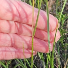 Rytidosperma sp. at The Pinnacle - 24 Feb 2024