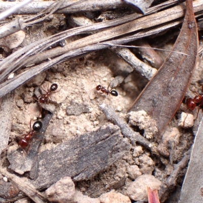 Melophorus sp. (genus) (Furnace ant) at Mount Painter - 19 Feb 2024 by CathB