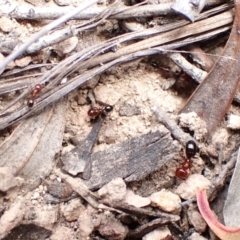 Melophorus sp. (genus) at Mount Painter - 19 Feb 2024