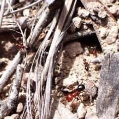 Melophorus sp. (genus) at Mount Painter - 19 Feb 2024