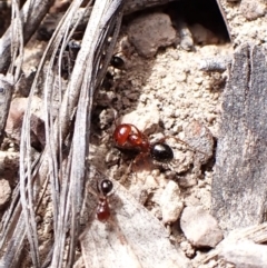 Melophorus sp. (genus) at Mount Painter - 19 Feb 2024