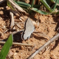 Zizina otis (Common Grass-Blue) at Federation Hill - 25 Feb 2024 by KylieWaldon