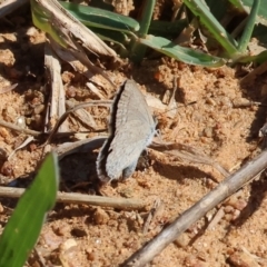 Zizina otis (Common Grass-Blue) at Federation Hill - 24 Feb 2024 by KylieWaldon